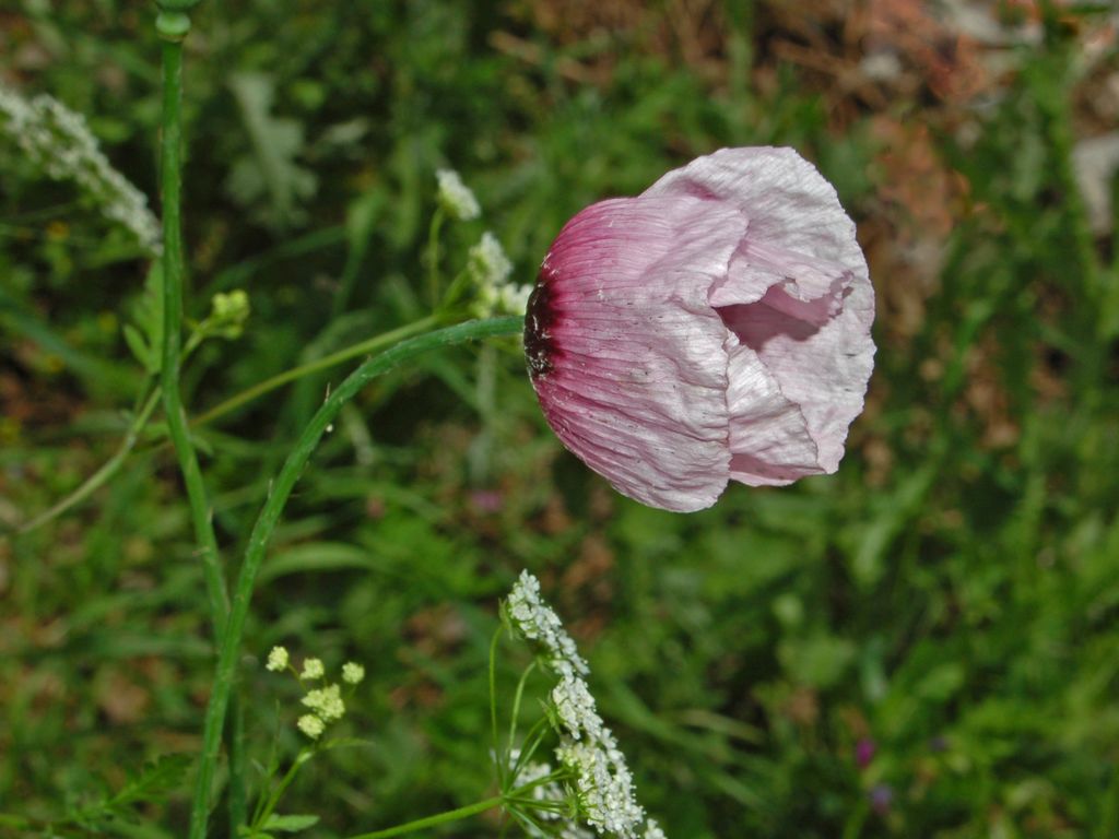 Papaver setigerum / Papavero setoloso